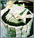 Greentea Custard Cake Greentea Custard Cake