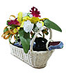 Wine Basket (I) Wine Basket (I)